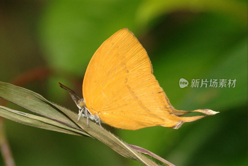 新加坡Yamfly (Loxura atymnus)